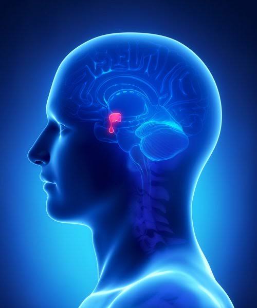 Hormonal Imbalance: Pituitary Gland (Part I)